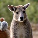Fatima Ali next to Australian wildlife
